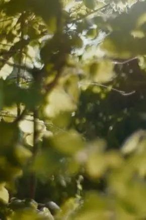 The Magic Faraway Tree
