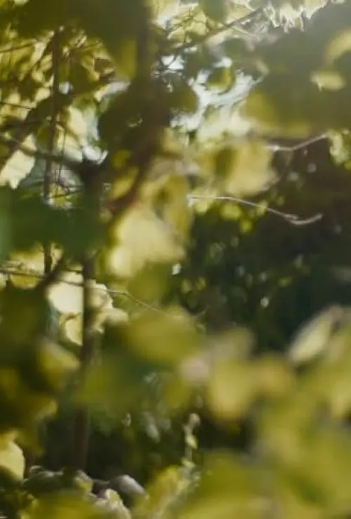 The Magic Faraway Tree